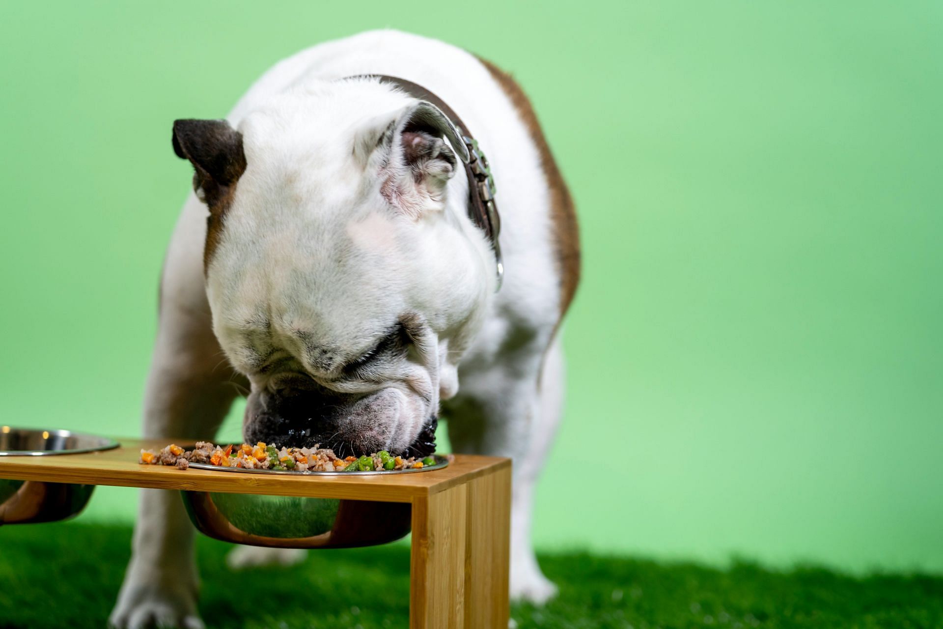 Make your dog happy with the bone broth (Image by Kabo/Unsplash)